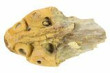 Partial Embryonic Mosasaur (Platecarpus) Skull - Kansas #276548-3